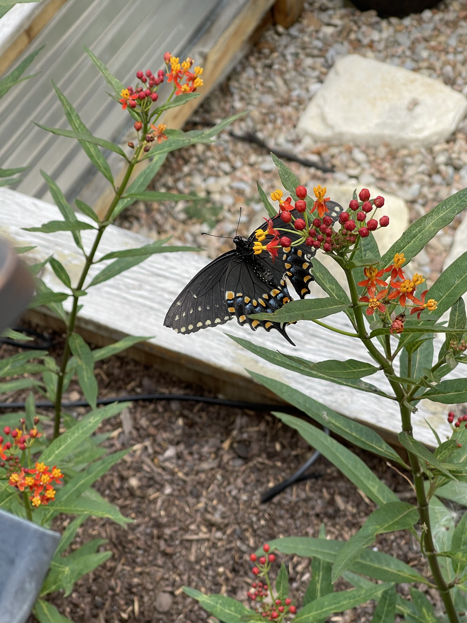 Peculiar Visitor Revealed!