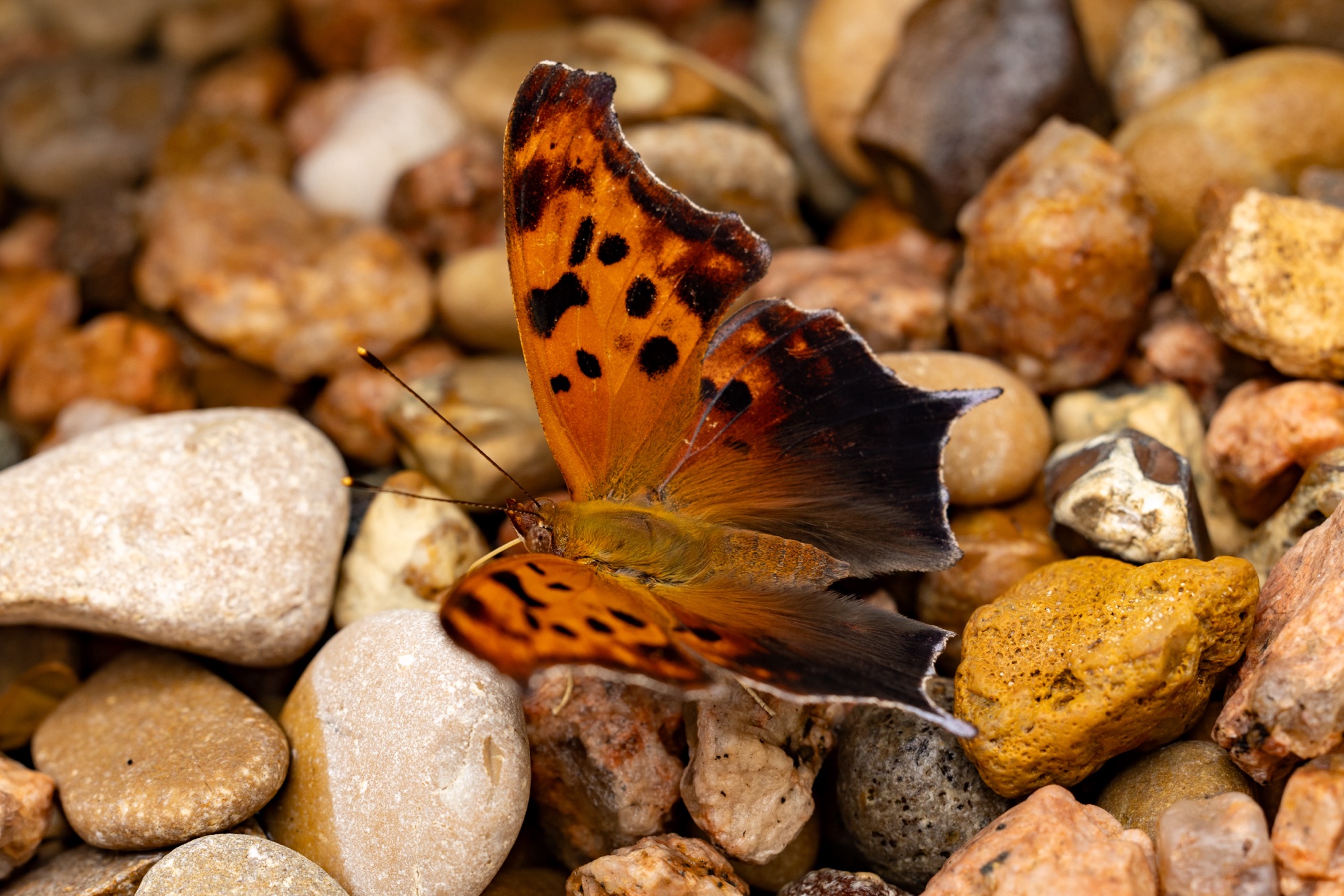 A Question Mark visitor…