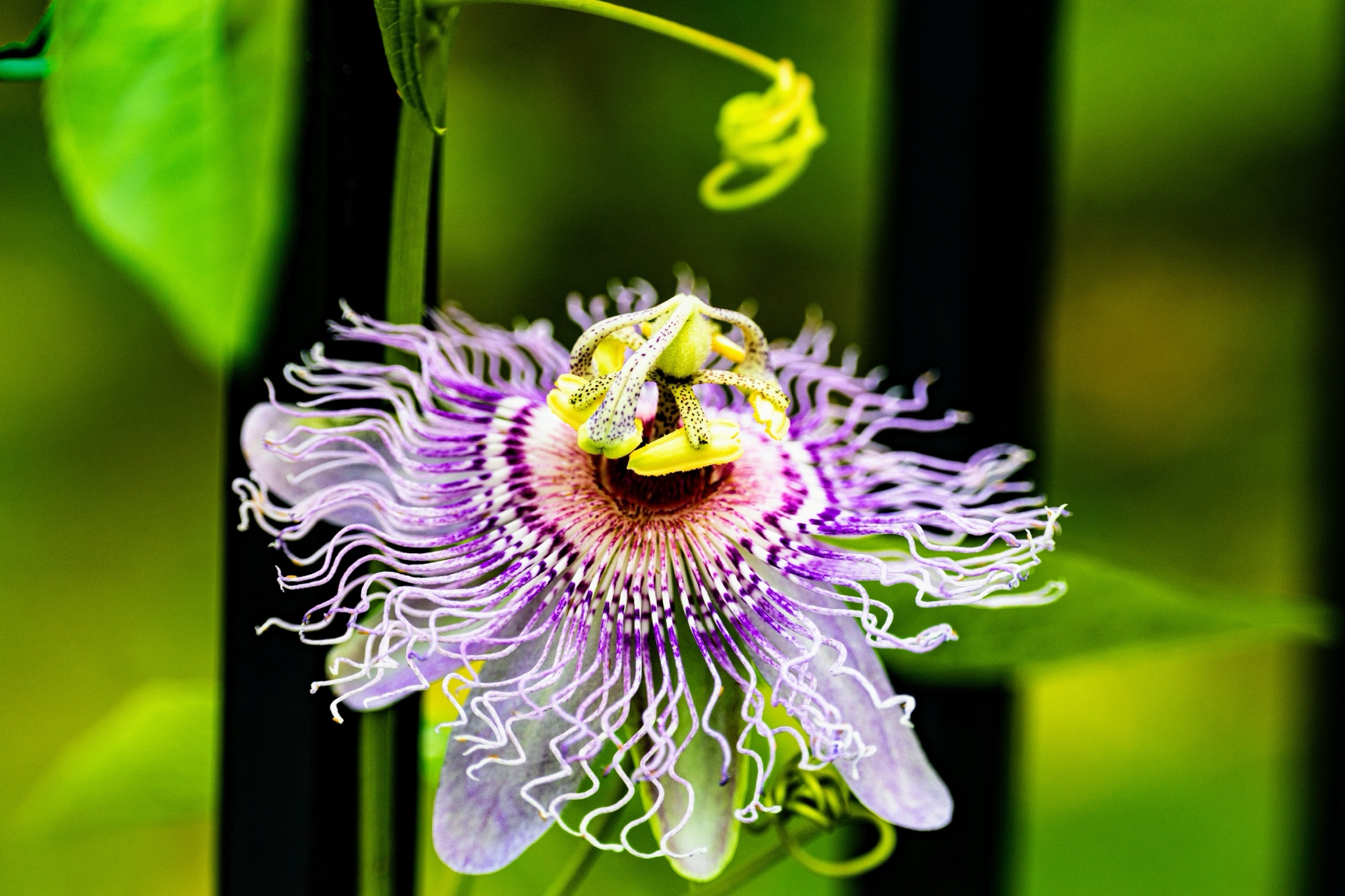 Our newly found Passion for flowers