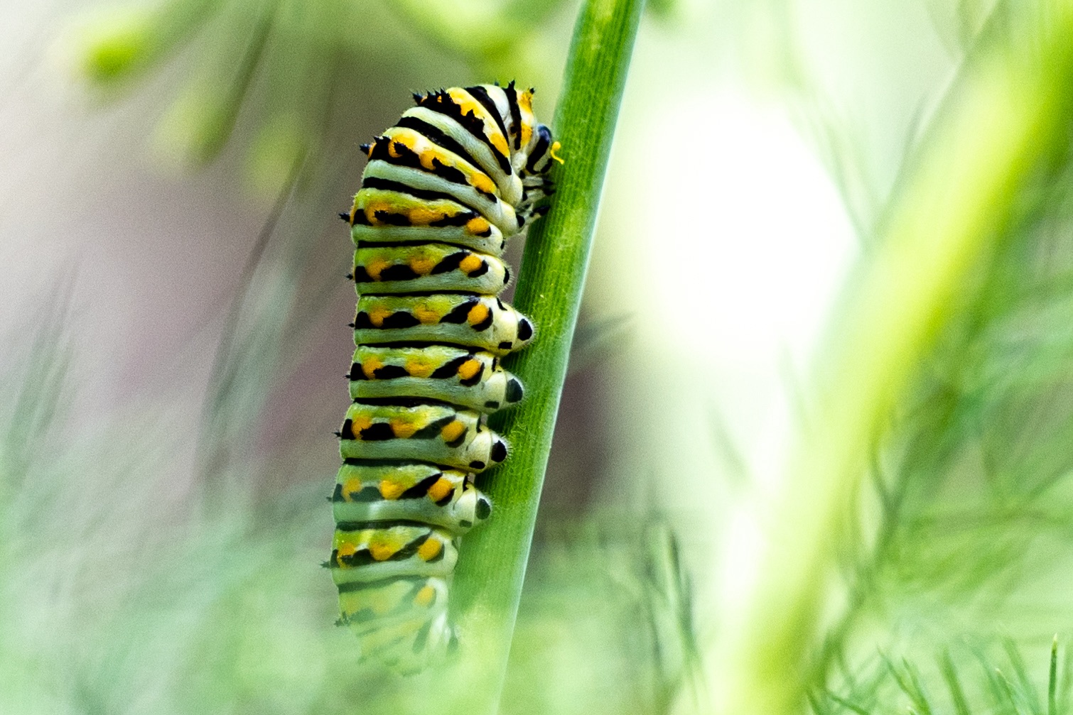 “Caterpillars are Chameleons?”