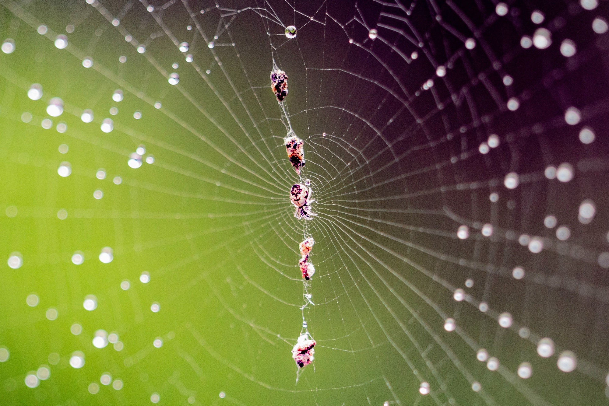 Beneficial Creepy Crawlies